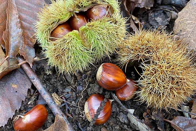 castagne.jpg