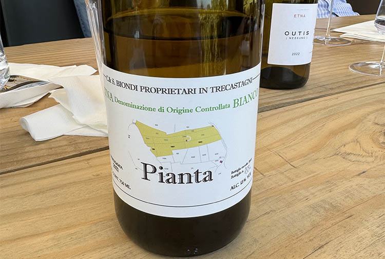 etna bianco pianta.jpg