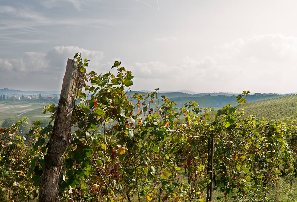 vigne-boeri-vini-panorama.jpg