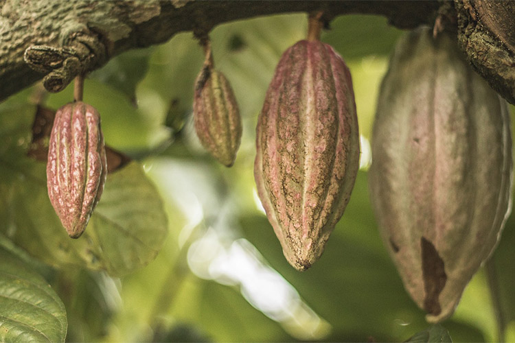 cacao-albero.jpg