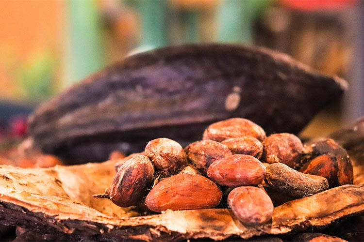 cacao-fava.jpg