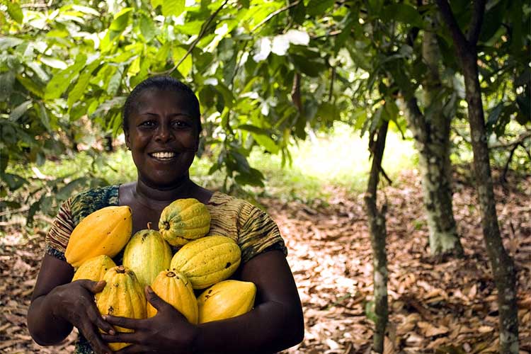 raccolta fave cacao.jpg